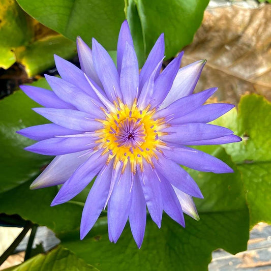 Waterlily Live Plant | Indoor | Outdoor | Aquatic Plant (Blue)