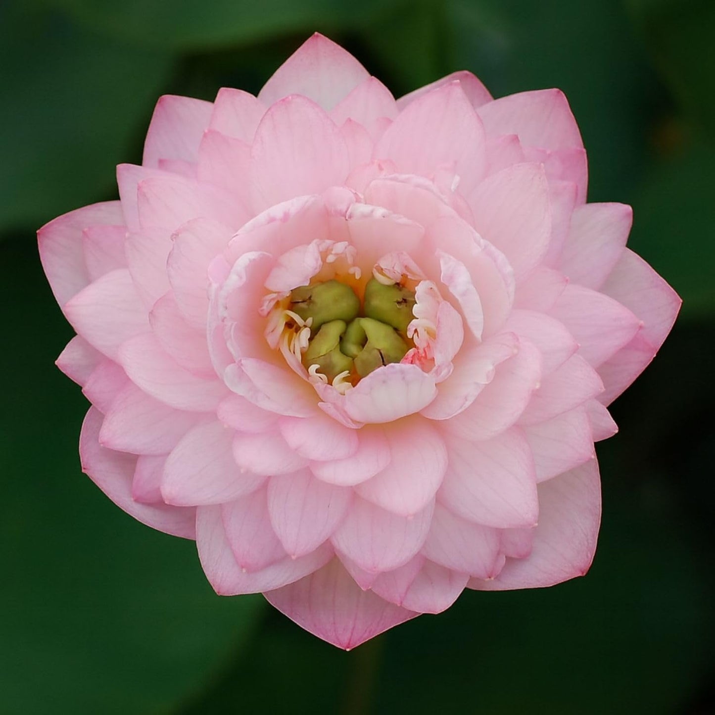 Lotus live plant | Rare plant | Original color guarantee plant | Indoor & Outdoor Live plant (Code 32)