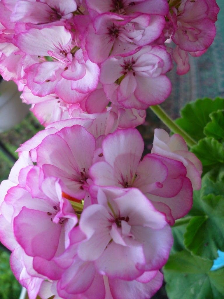 Ritz Farming® Geranium Flower Seeds for Your Home and Gardening Pack of 50 to 70 seeds (PINK SHADED)