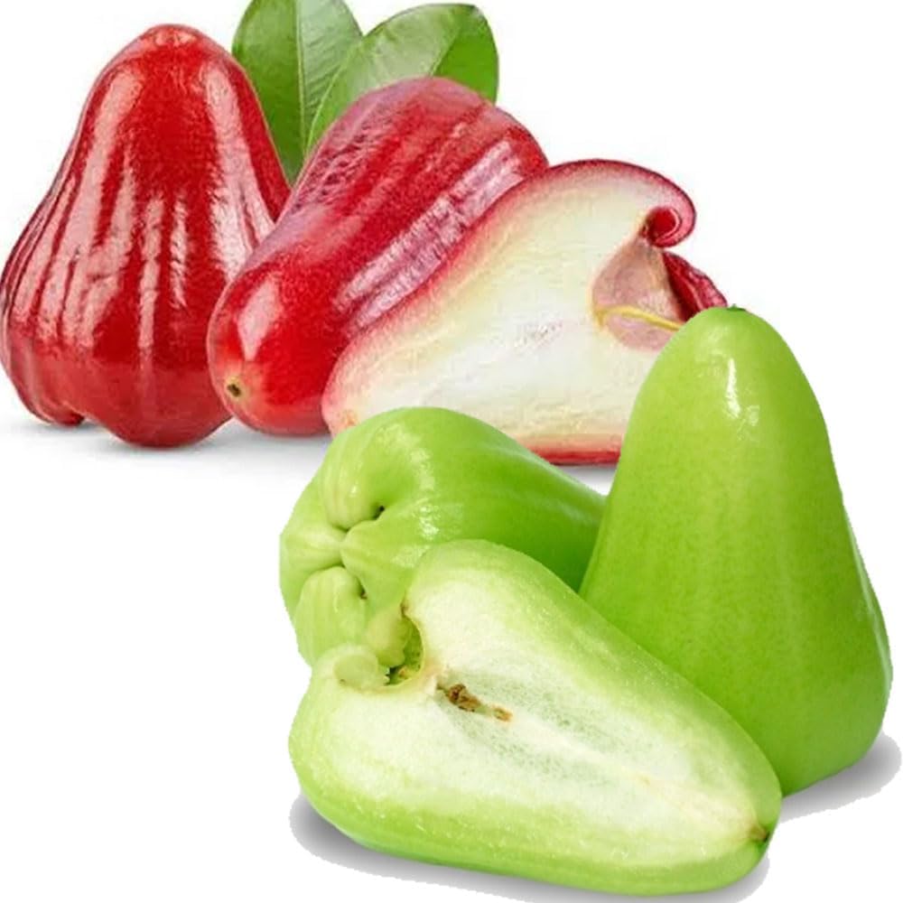 GRAFTED- BLACK MULBERRY Fruit Tree- (PACK OF 2) Live Outdoor Garden Plant