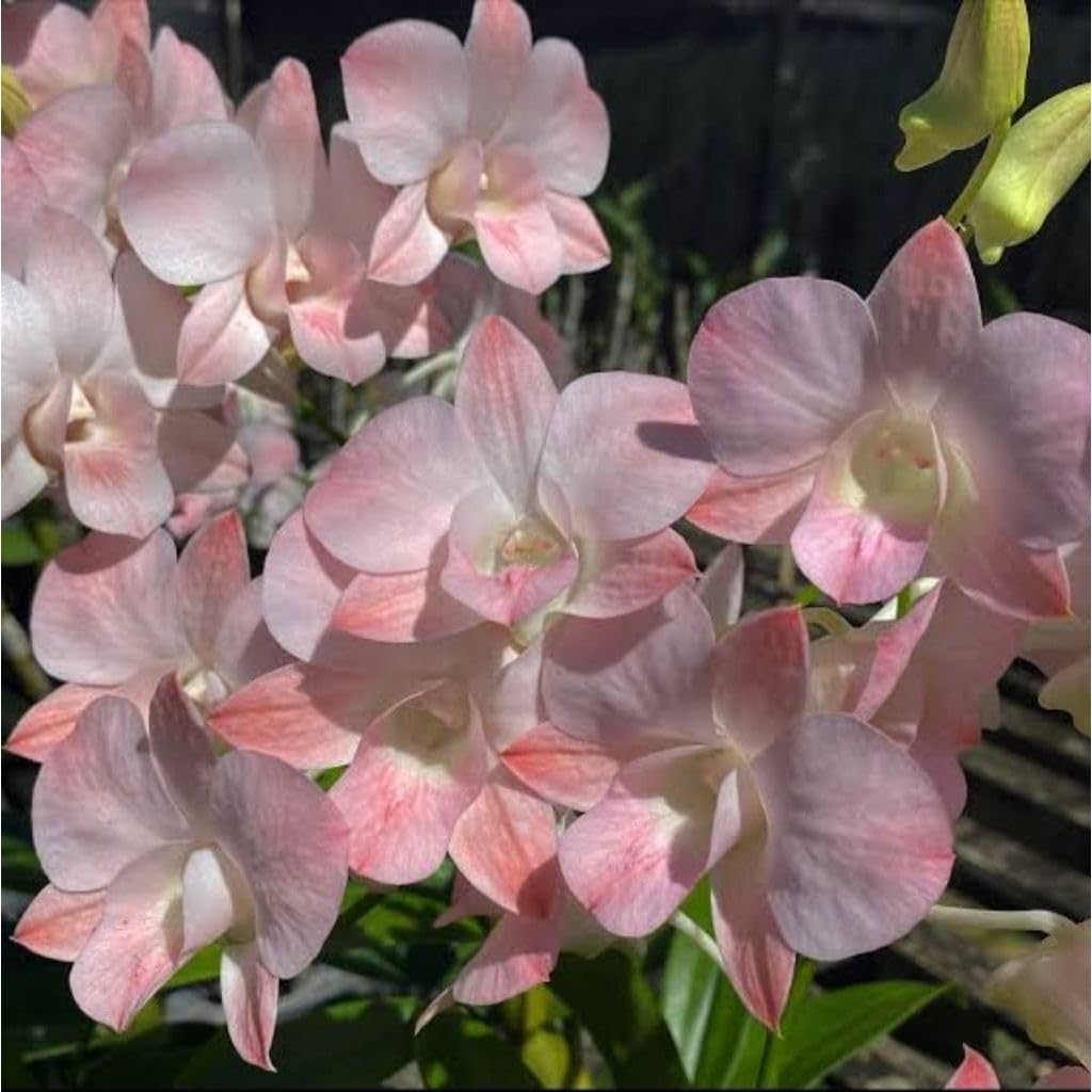 Seeds Ville Burana Peach Dendrobium Orchid Live Plant in Pot