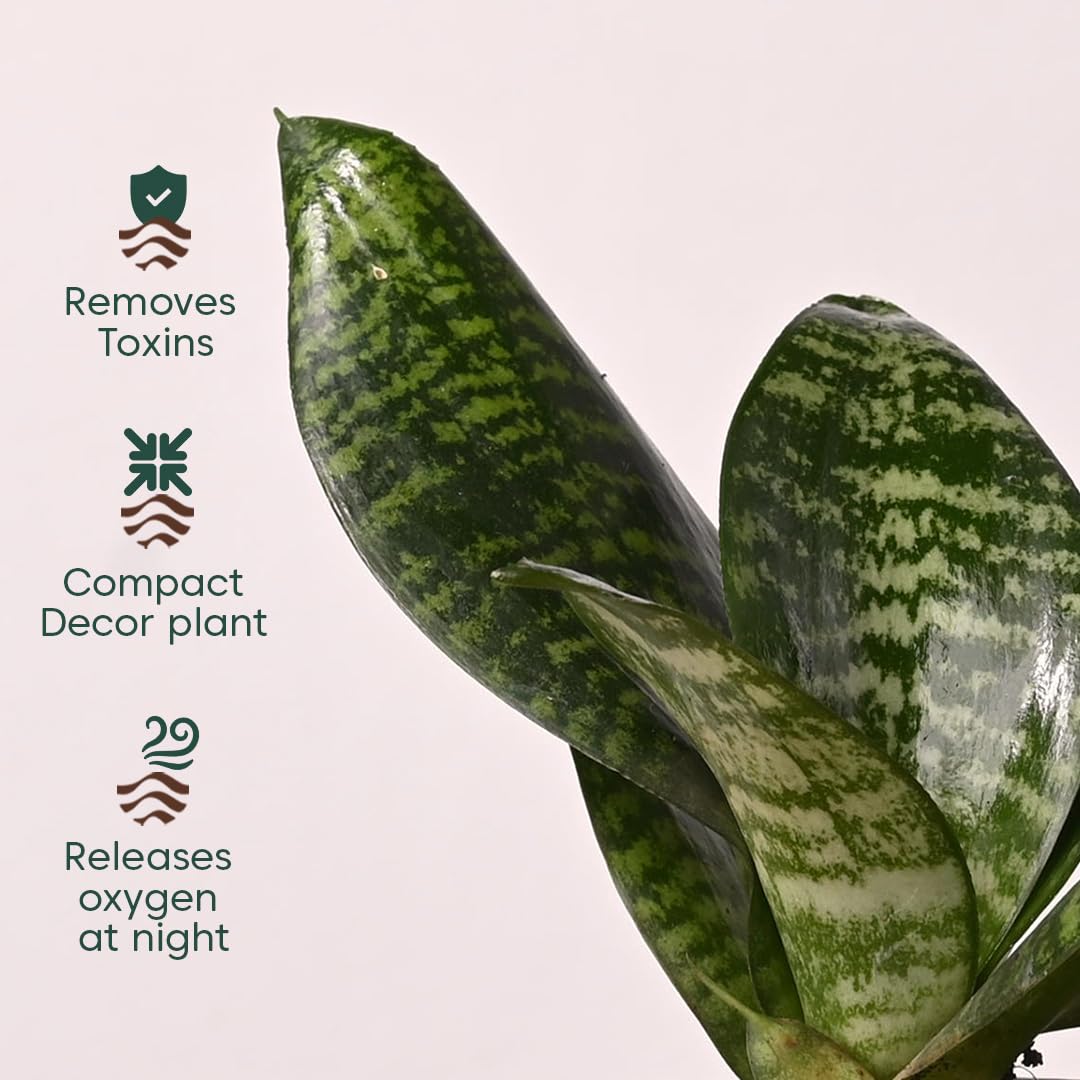 KYARI Sansevieria Green Snake Air Purifier Plant with White Self Watering Pot - Small 4 Inch