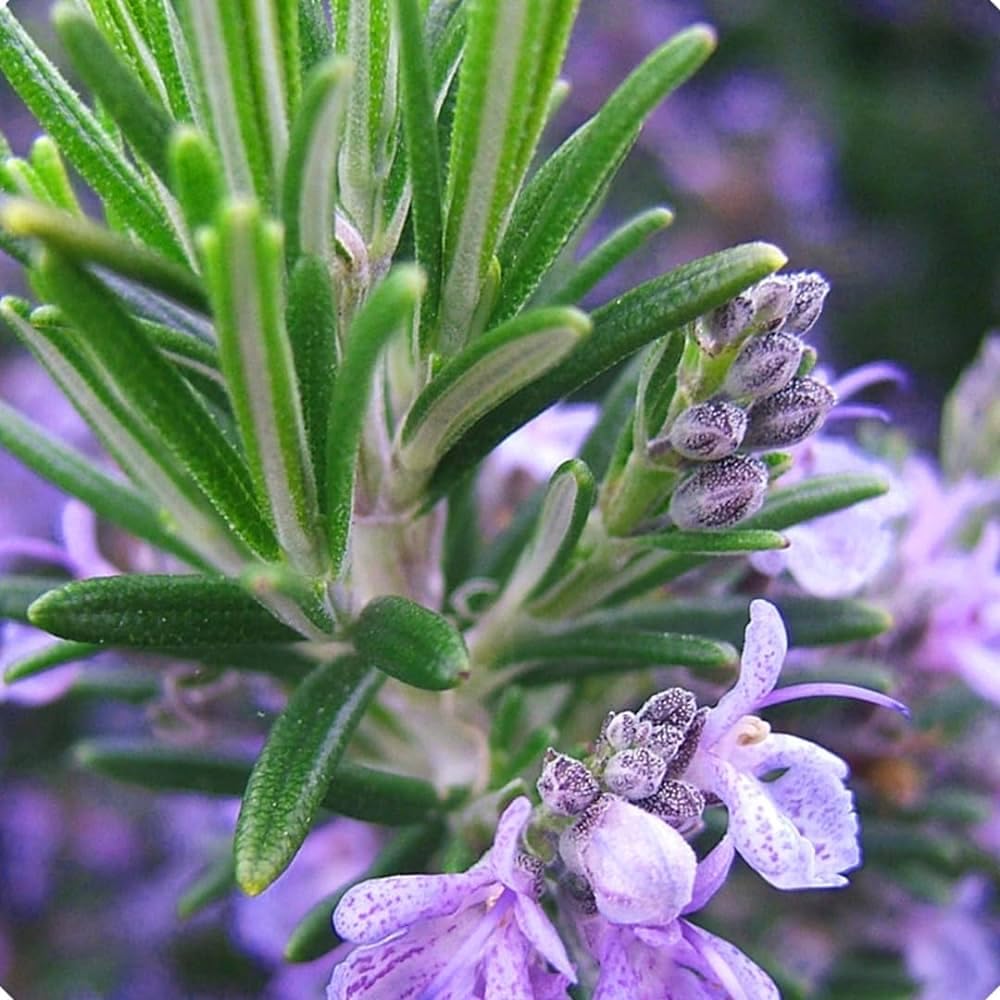 100+ SEEDS- Rosemary Flower Plant Herb Seeds (Hybrid) Grow Year Round. - Seeds Ville
