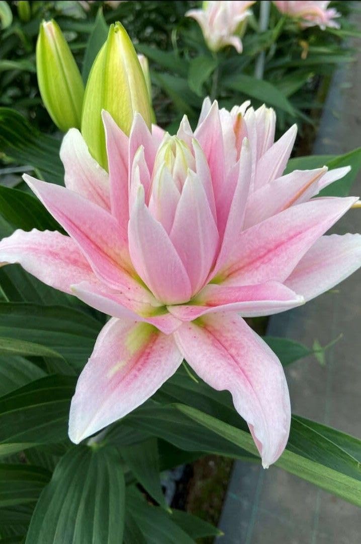 SVG® Double Oriental Lily Flower Bulbs for Home and Gardening, pack of 1 Bulbs (SHADED PINK)