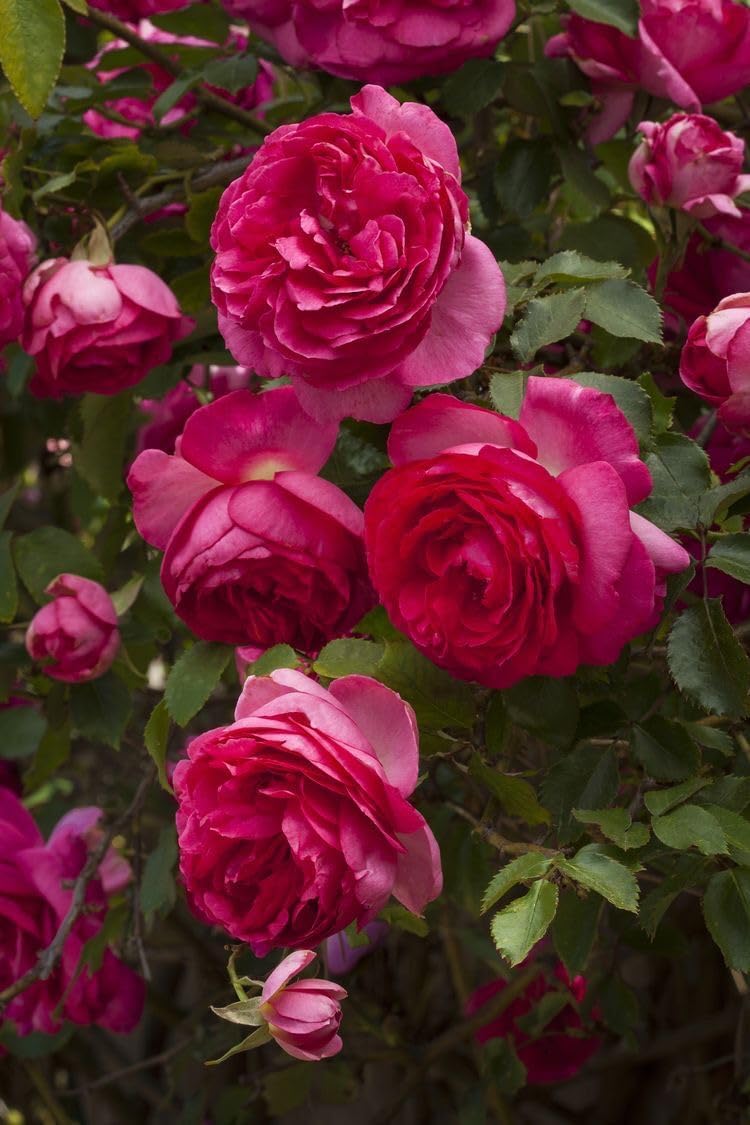 All Seasons Gardenia/Gandharaj Live Plant - Fragrant Blooms Choice for gardens and indoor spaces (With 3 Inch Black Plastic Pot) (Pack Of 1) (Live Flower Plant)