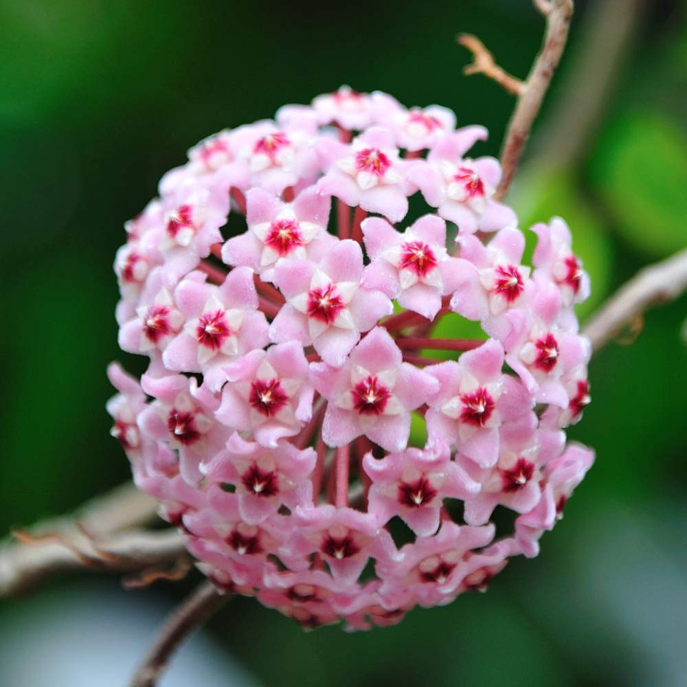 Seeds Ville Hoya Carnosa Wax Plant Healthy Indoor Pot