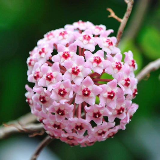 Seeds Ville Hoya Carnosa Wax Plant Healthy Indoor Pot