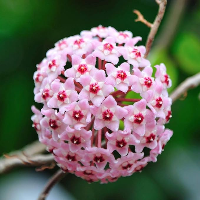 Seeds Ville Hoya Carnosa Wax Plant Healthy Indoor Pot