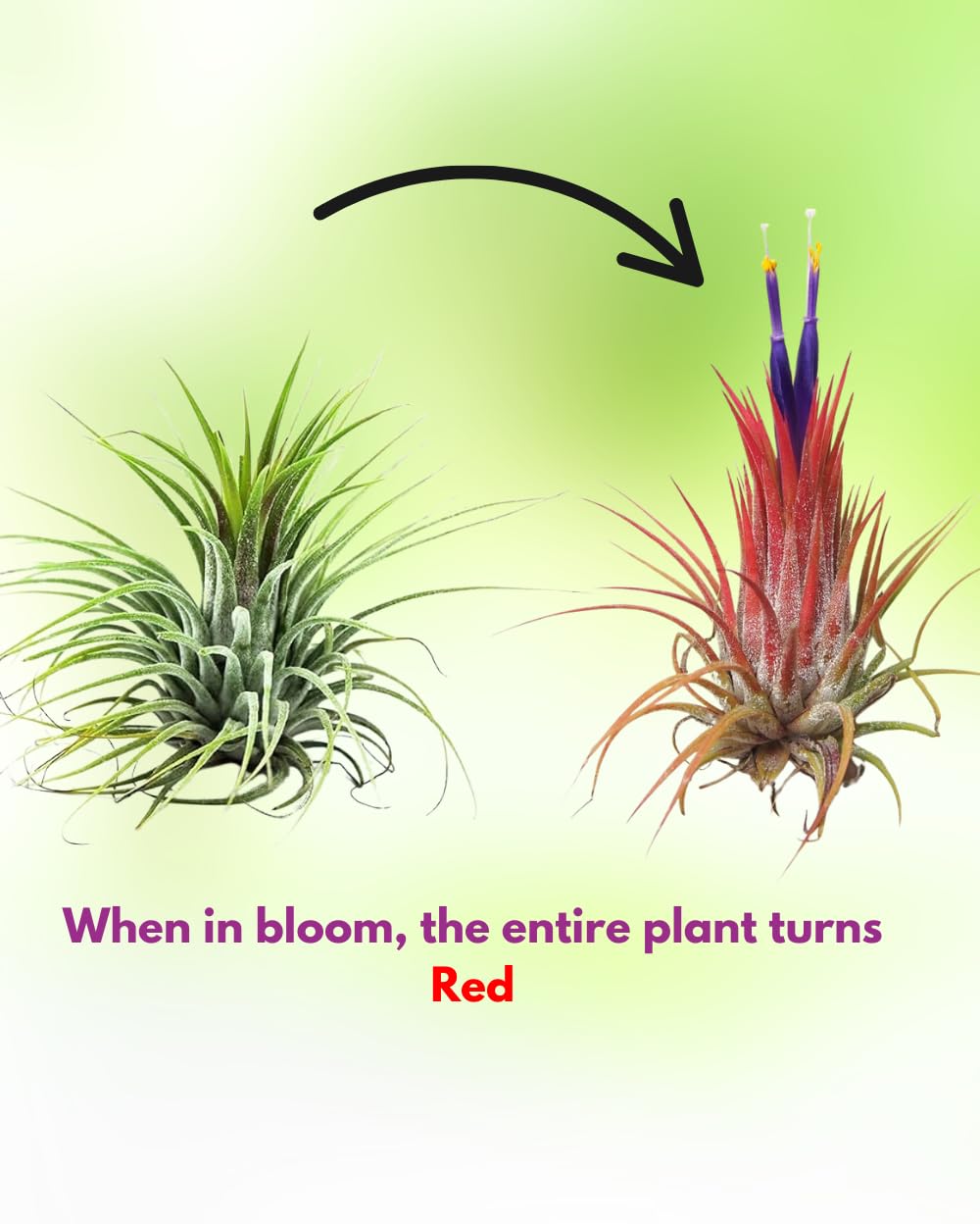 Seeds Ville Tillandsia Ionantha Mexico Air Plant Hardy Indoor Outdoor