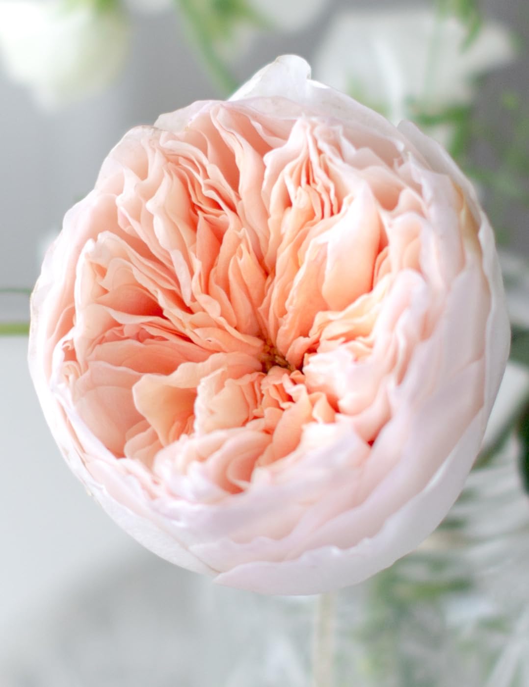 NooElec Seeds India Very Rare Juliet Rose Flower Imported Seeds