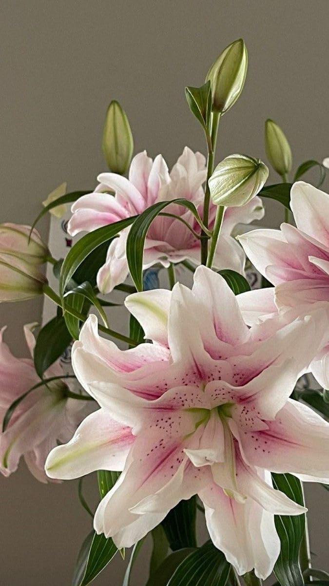 SVG® Double Oriental Lily Flower Bulbs for Home and Gardening, pack of 1 Bulbs (SHADED PINK)