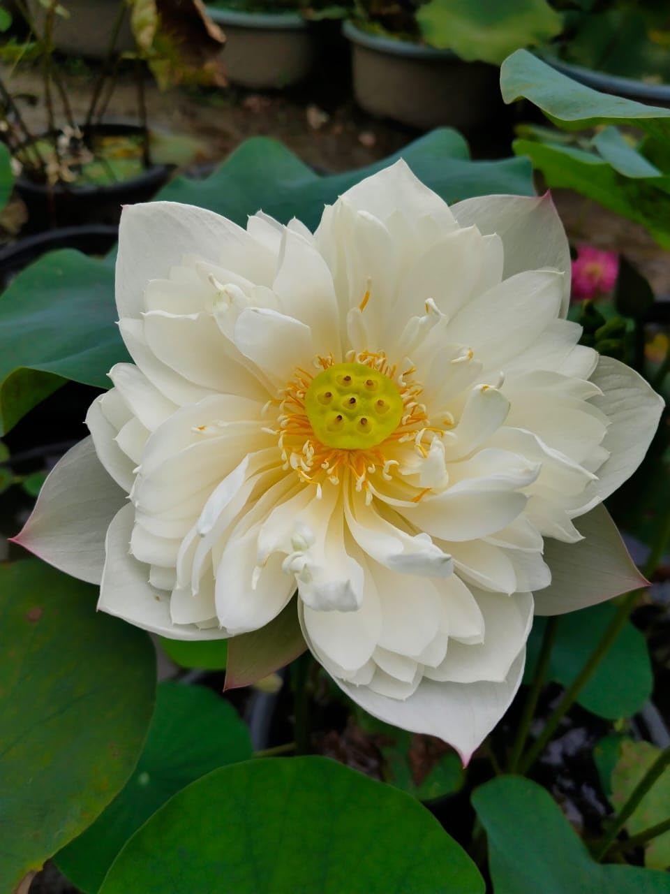 Lotus Flower (Tuber) Original Bharati Tropical White Variety Live Plant And All Season Flowers Pack Of 1