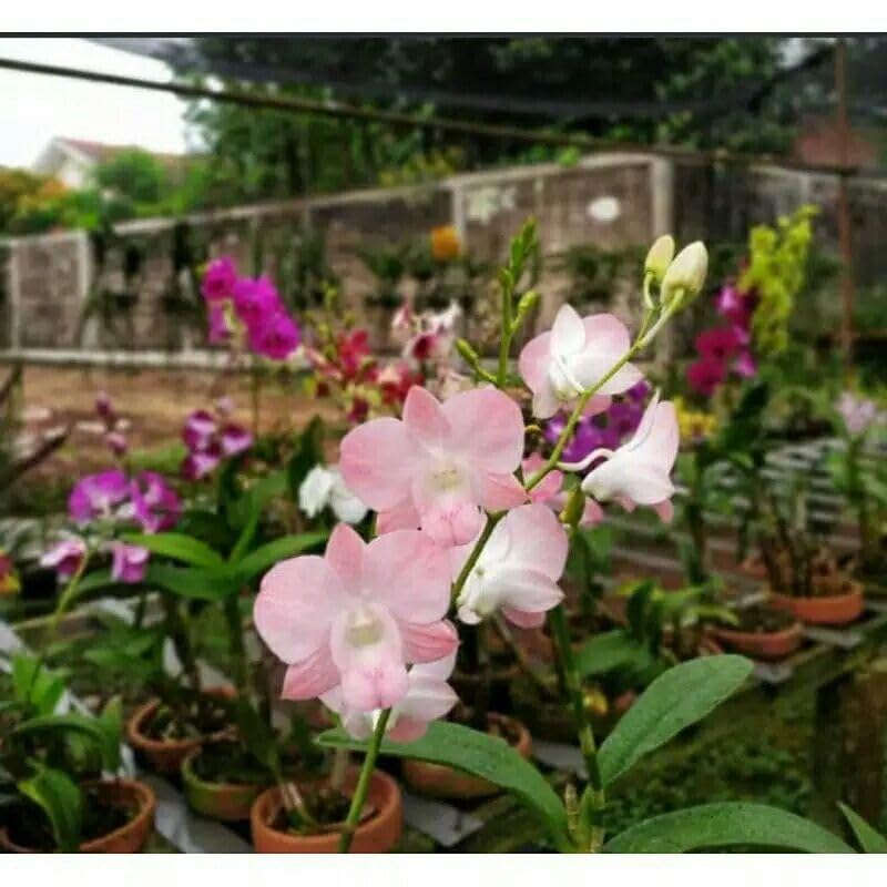 Seeds Ville Burana Peach Dendrobium Orchid Live Plant in Pot