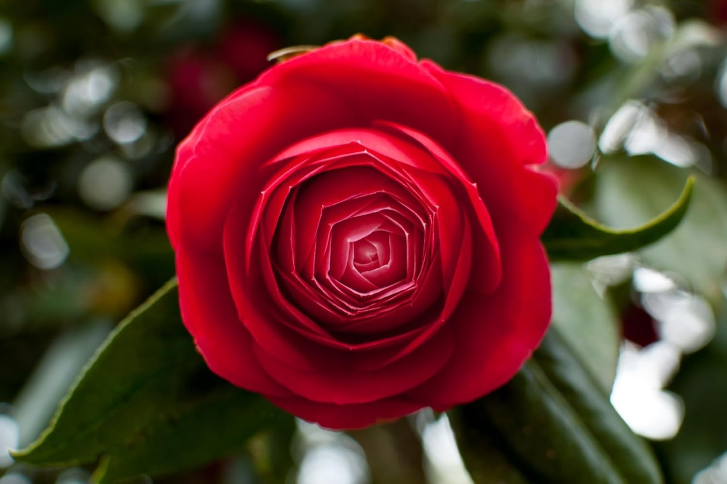 Red Camellia Flower Live Plant (PACK OF-1) Plant Height 1.5 Ft To 2 Ft - Seeds Ville