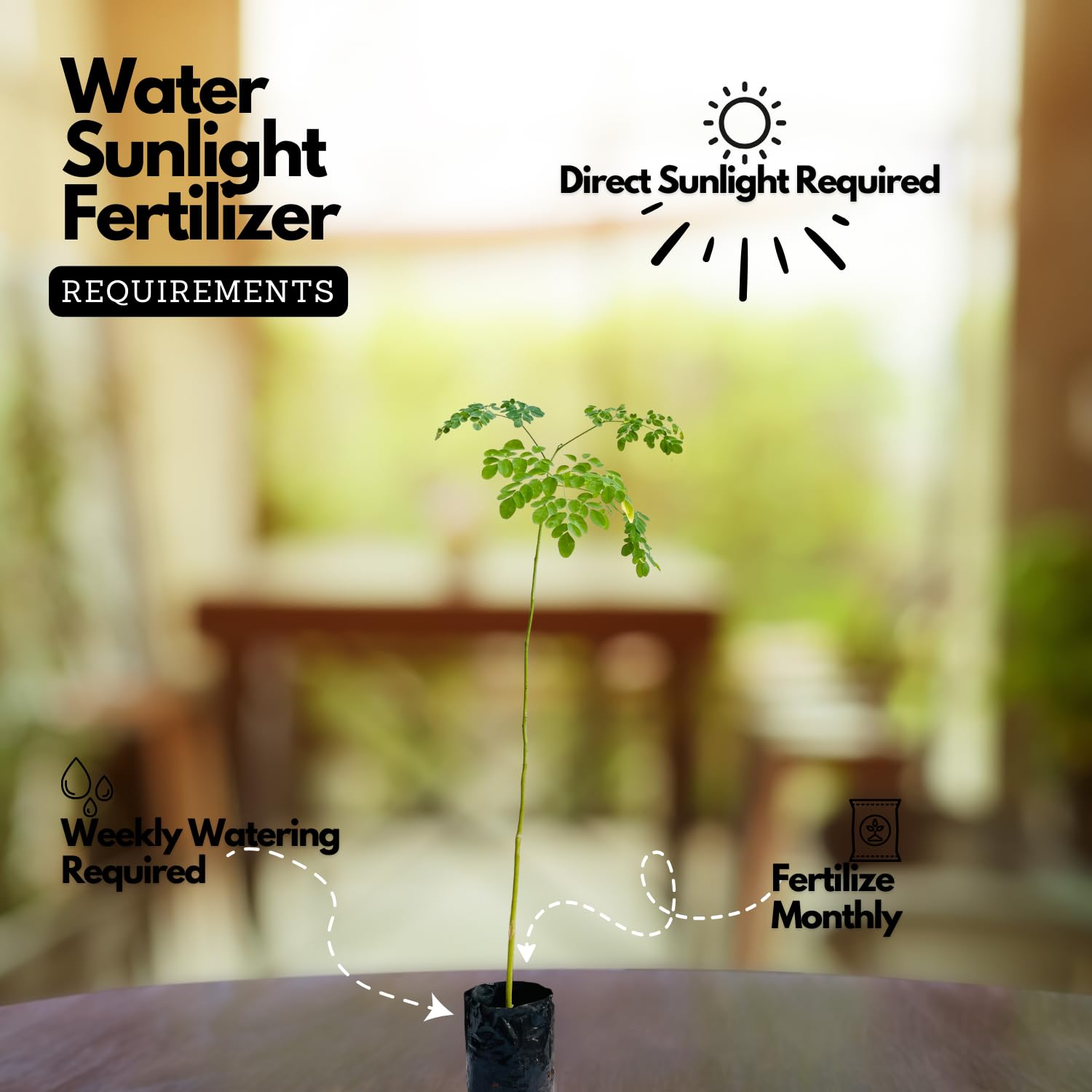 Hug A Plant | Birth Star : Shravishtha|Avittam|Dhanishta (Plant: Muringa-Moringa Oleifera|Prosopis Cineraria|Prosopis Spicigera|Prosopis Juliflora) (Home & Garden)