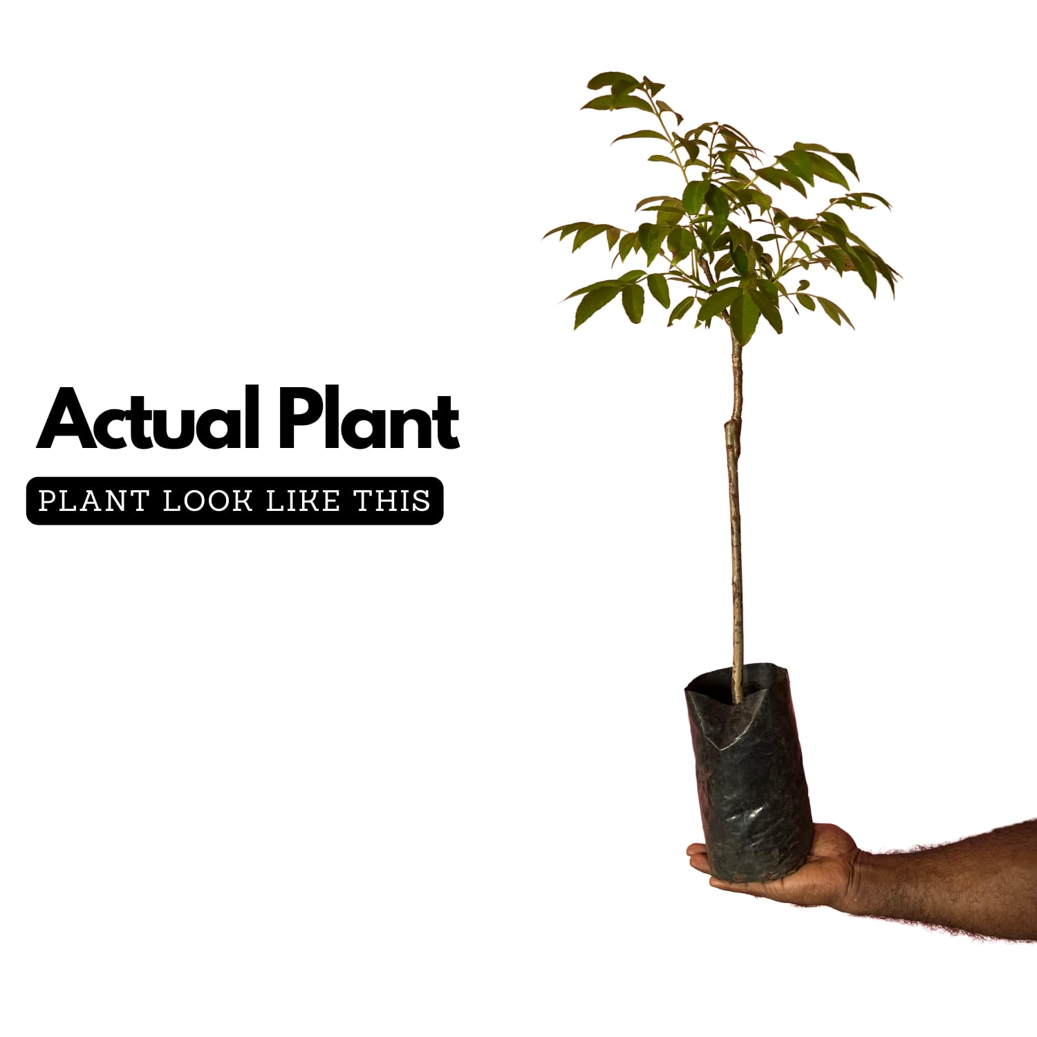 Hug A Plant | Sweet Ambazham/Ambarella (Grafted) (Spondias mombin) Fruit Live Plant (Home & Garden)