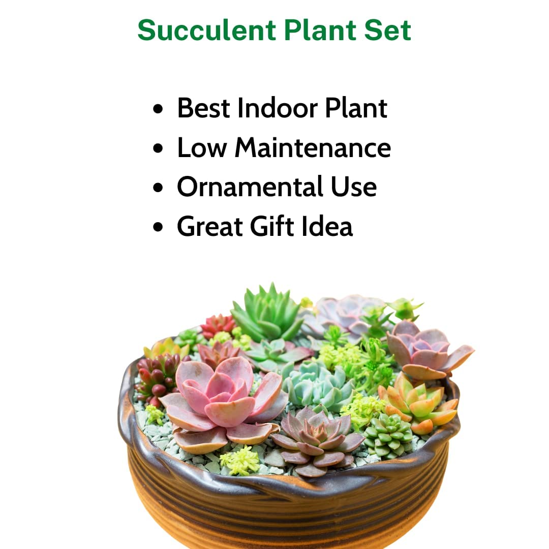 Seeds Ville Assorted Indoor Succulent Plants, Low Maintenance, 25 Pack