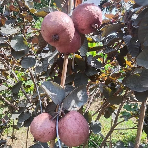 Seeds Ville Indonesian Black Diamond Guava Fruit Plant
