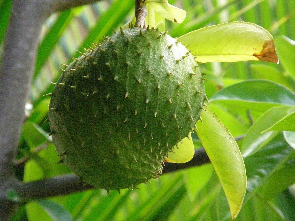 Live Soursop Tree - Cancer/Supuro/Laxman Fal Plant - 2-3 Feet Height, Fast-Growing Tropical Fruit Plant, Indoor/Outdoor, Fruit in 1.5-2 Years..