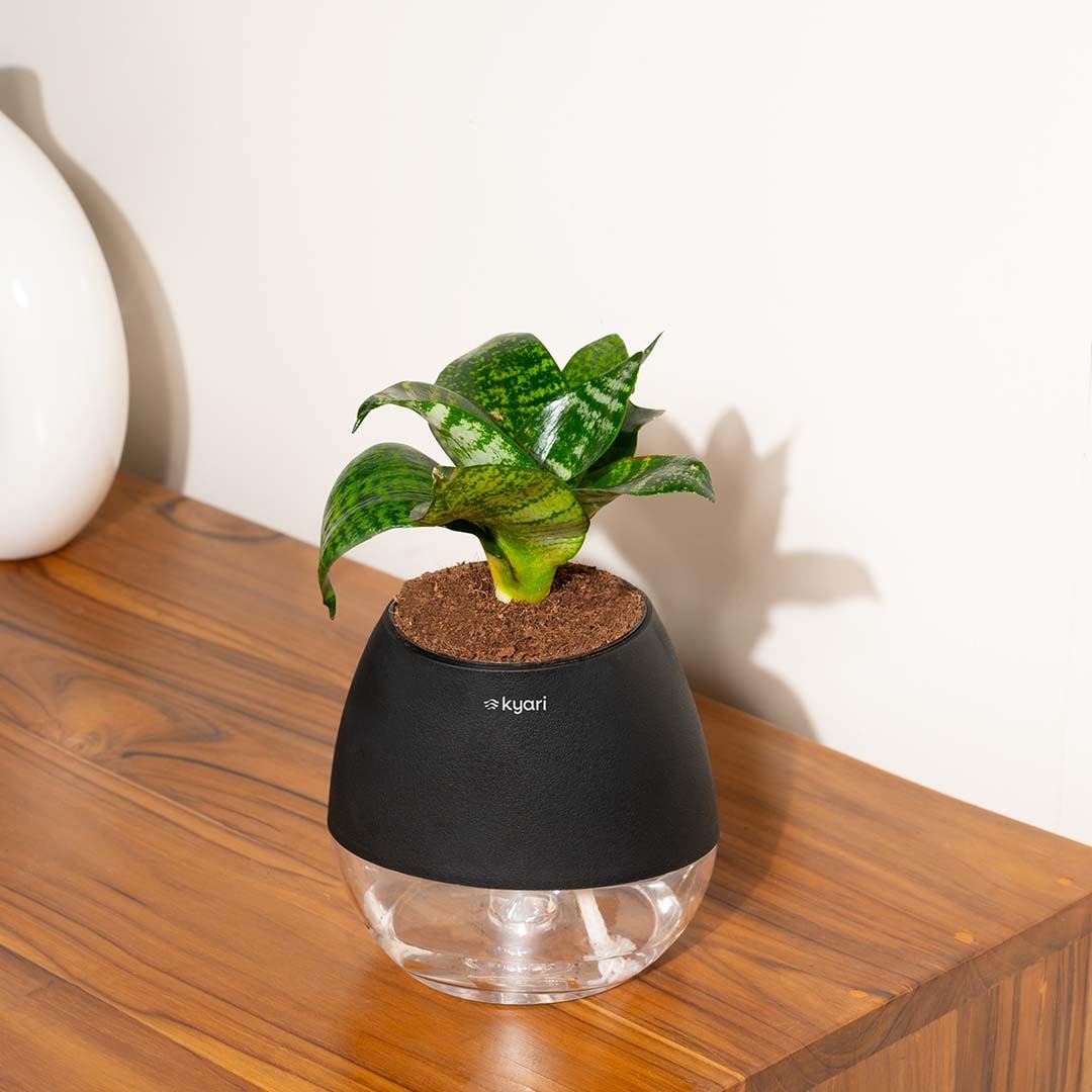 KYARI Sansevieria Green Snake Air Purifier Plant with White Self Watering Pot - Small 4 Inch