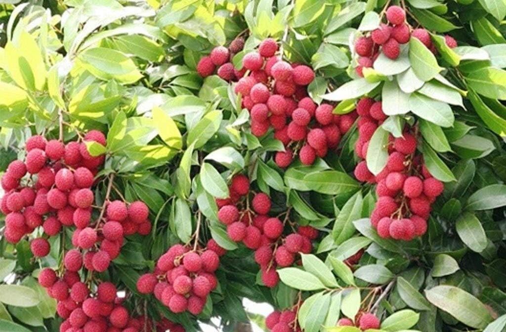 CHERRY PLANT GRAFTED - Fruit Tree - Live Outdoor Garden Plant
