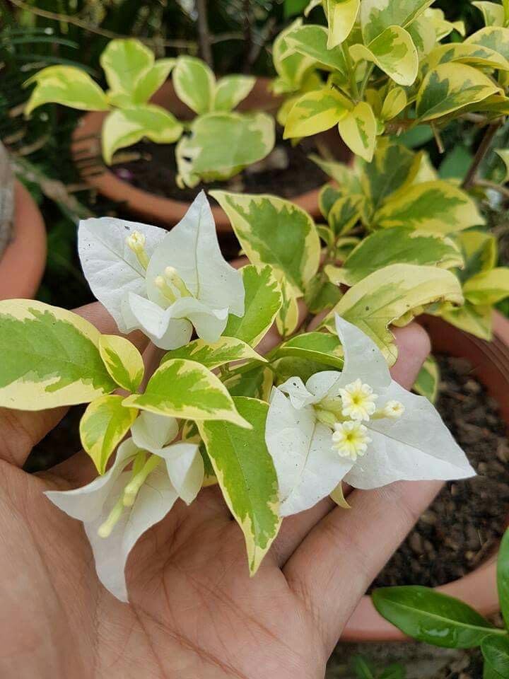 Seeds Ville Bougainvillea Live Flowering Plant Pack of 1