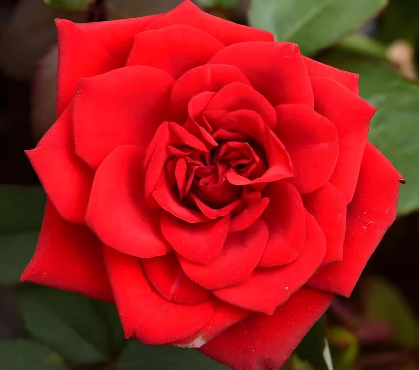 Seeds Ville Best Roses Color Flower Plant|Climbing Rose Plant |Healthy Live Wedding Party Flowering |Climbing Rose Fragrant Beautiful Plant|Special Fresh Flowers (Light Pink) - Seeds Ville