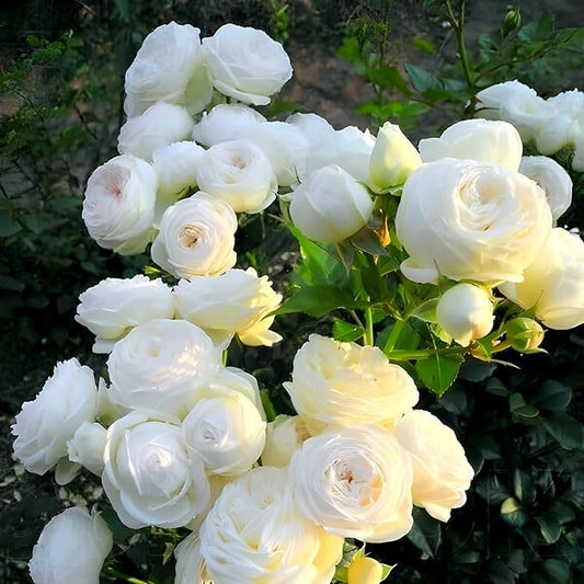 All season"White Rose" GRAFTED Climbing Hybrid Double Petal 1 Healthy Flowering Live plant for Home Garden tree Plant Height 1 feet in Nursery Grow Bag - Seeds Ville
