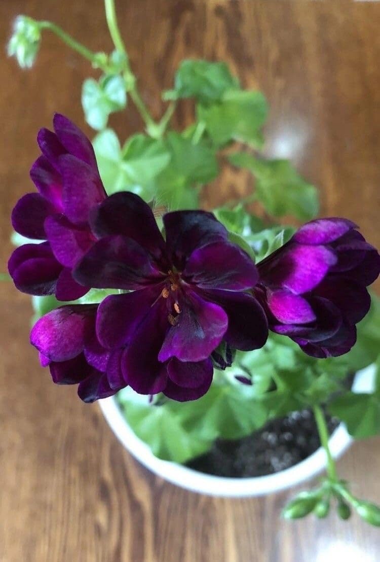 Climbing Double Geranium Flower Seeds for Home and Kitchen Gardening, Pack of 60 to 80 seeds