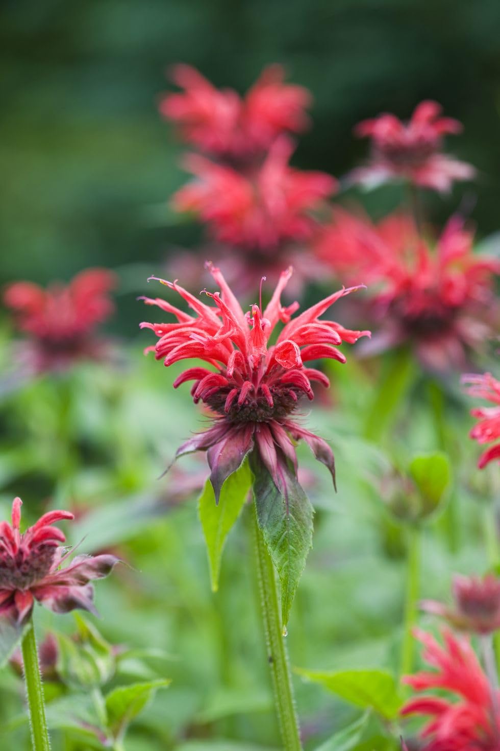 35+ Seeds- Bee Balm Flower Seeds - Natural Insect Repellent - Grow Year Round - All India - Seeds Ville