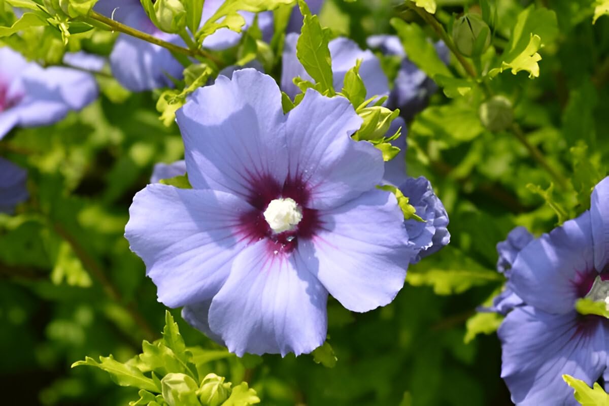 Seeds Ville Live Blue Hibiscus Flower Plant | Exotic Flowering Plant for Home Gardens - Seeds Ville