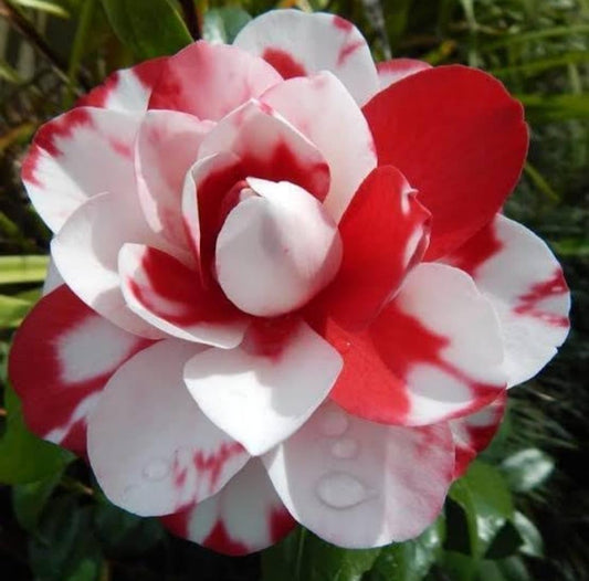 Camellia Flower live Plant-C04M - Seeds Ville