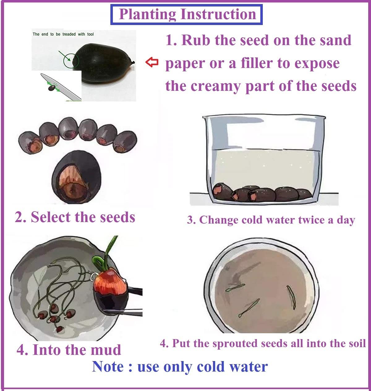 Perry’s Giant Sunburst Lotus Seeds - Seeds Ville