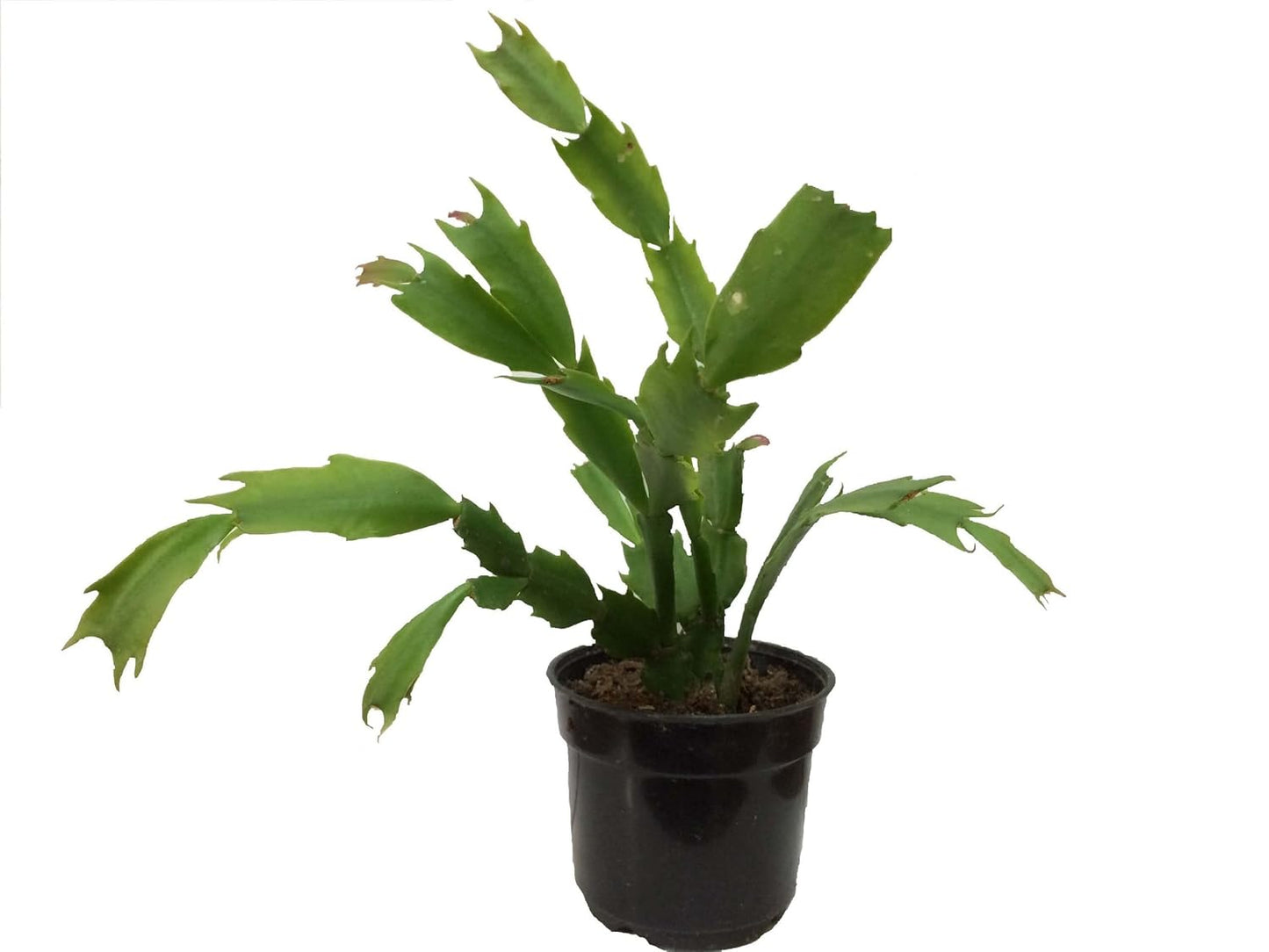 Pink Christmas Cactus Zygocactus Indoor Flower Live Plant - Seeds Ville