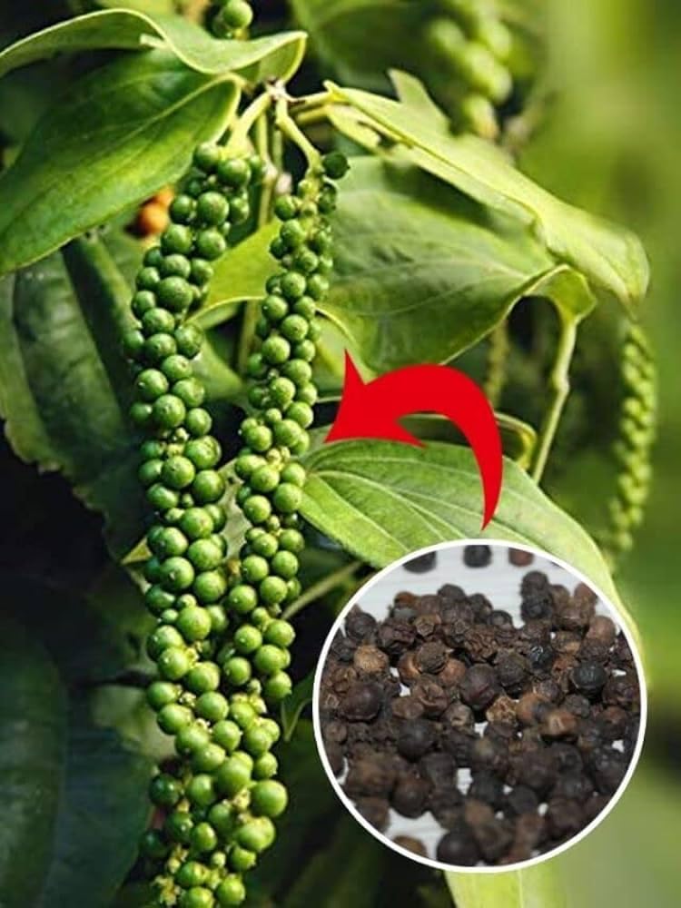 Hybrid Black Pepper Plant, Kali Mirch- Medicinal plant pack of 1