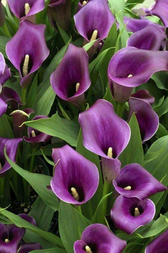 Seeds Ville Calla Lily Flower Bulbs Pack of 2