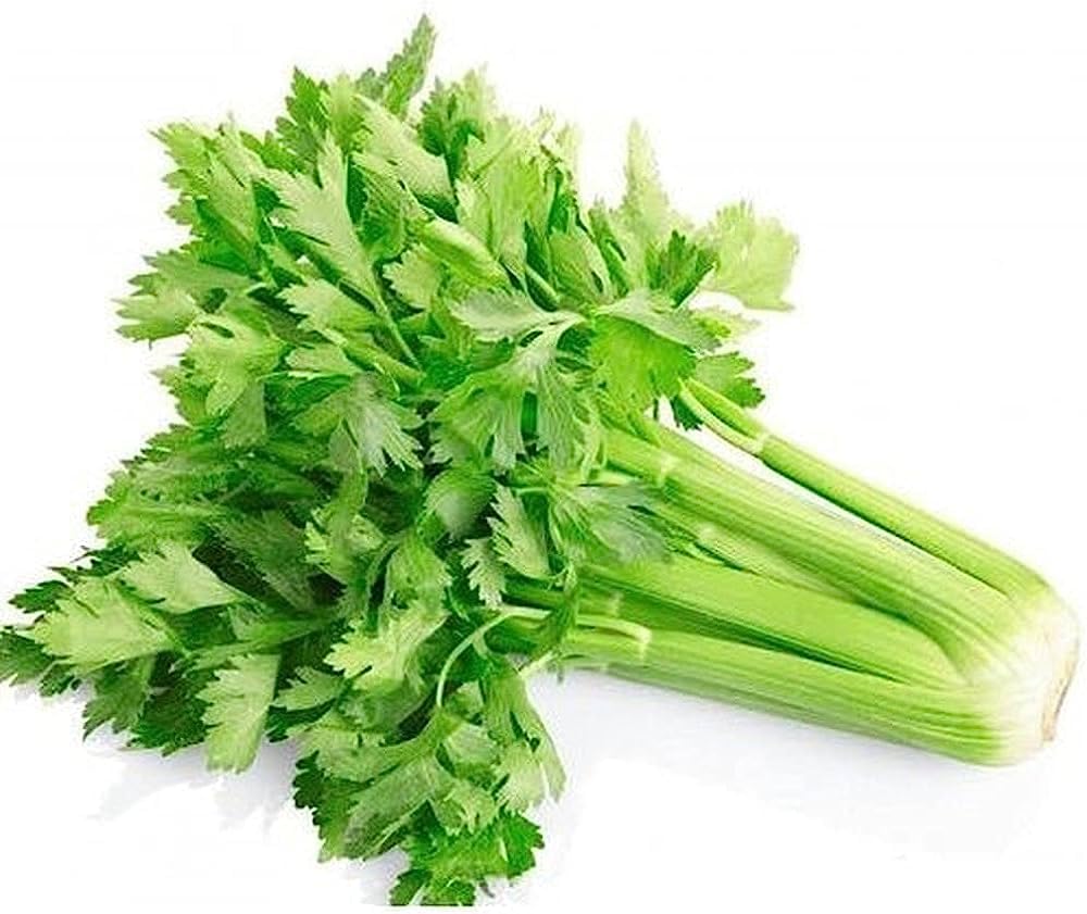 Celery Herb Seeds Pack of 50 Seeds - Seeds Ville