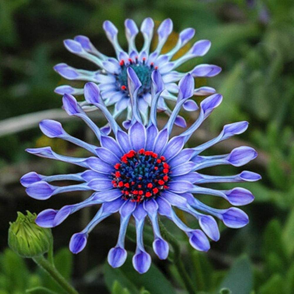 Rare Blue Daisy Colorful Flowers Seeds Garden Plants - 20+ Seeds Pack - Seeds Ville