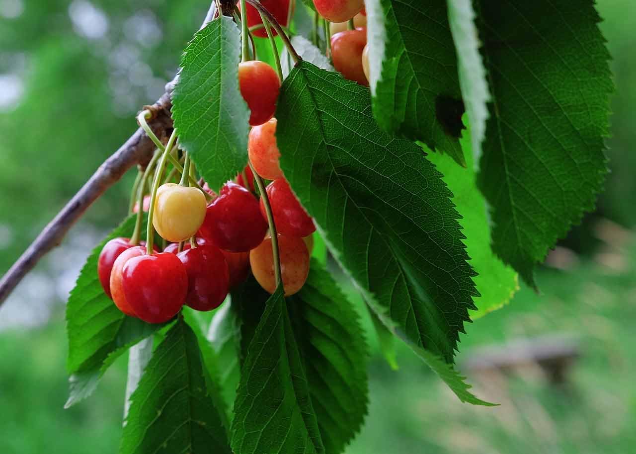 CHERRY PLANT GRAFTED - Fruit Tree - Live Outdoor Garden Plant