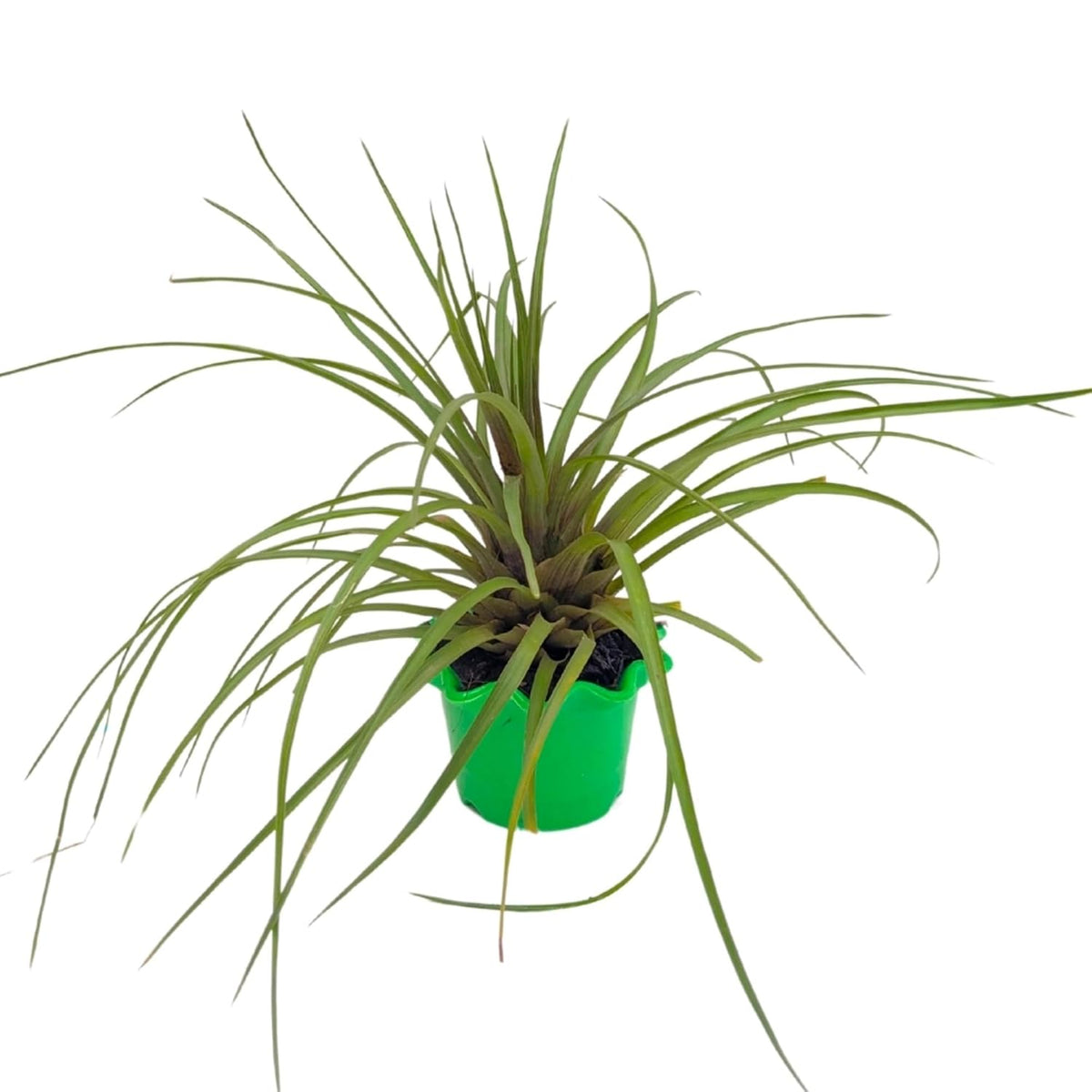 Seeds Ville Pink Quill Tillandsia Live Plant in Pot