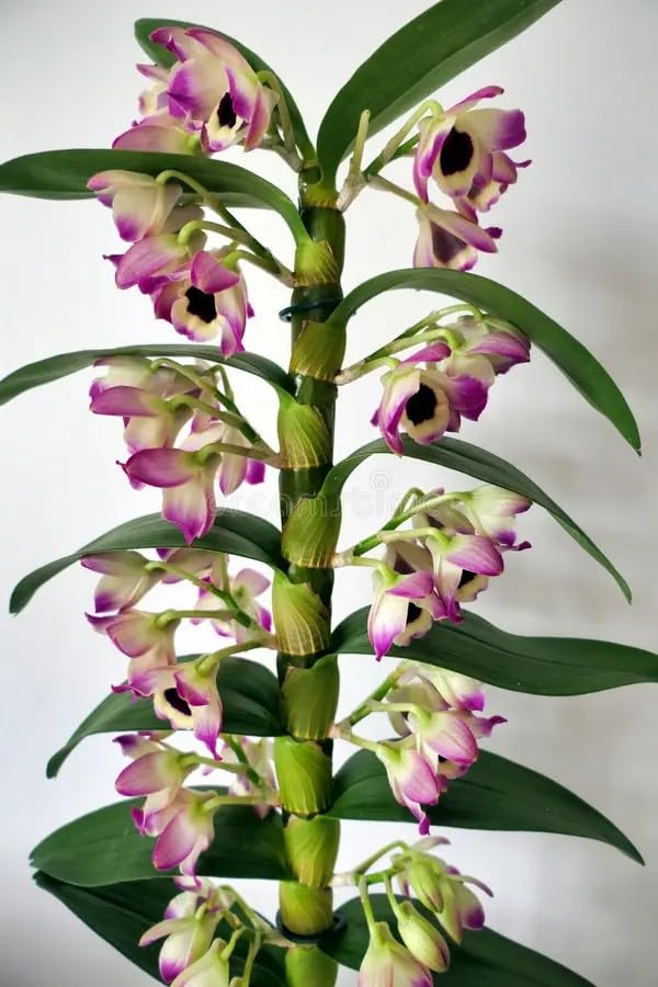 Sonia Red Dendrobium Orchid Live Flowering Plant Pack of 1