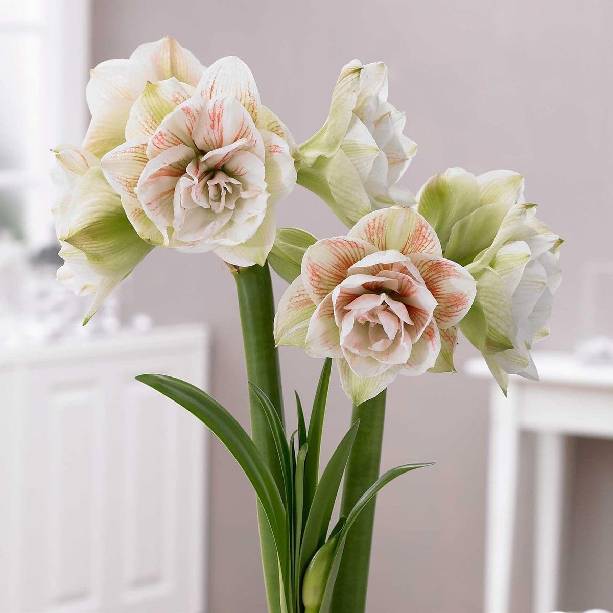 Radha Krishna Agriculture® Amaryllis Lily Flower Bulbs Double Imported for Home and Gardening Pack of 1 Bulbs (MAROON)