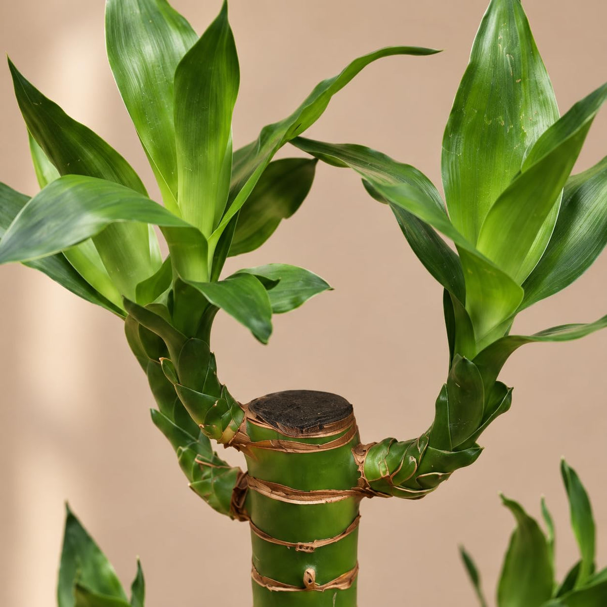 Seeds Ville Lotus Lucky Bamboo Live Indoor Decor Plant
