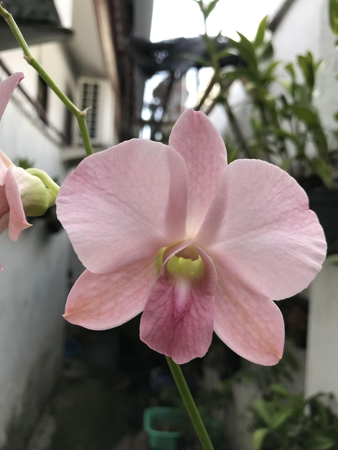 Seeds Ville Burana Peach Dendrobium Orchid Live Plant in Pot