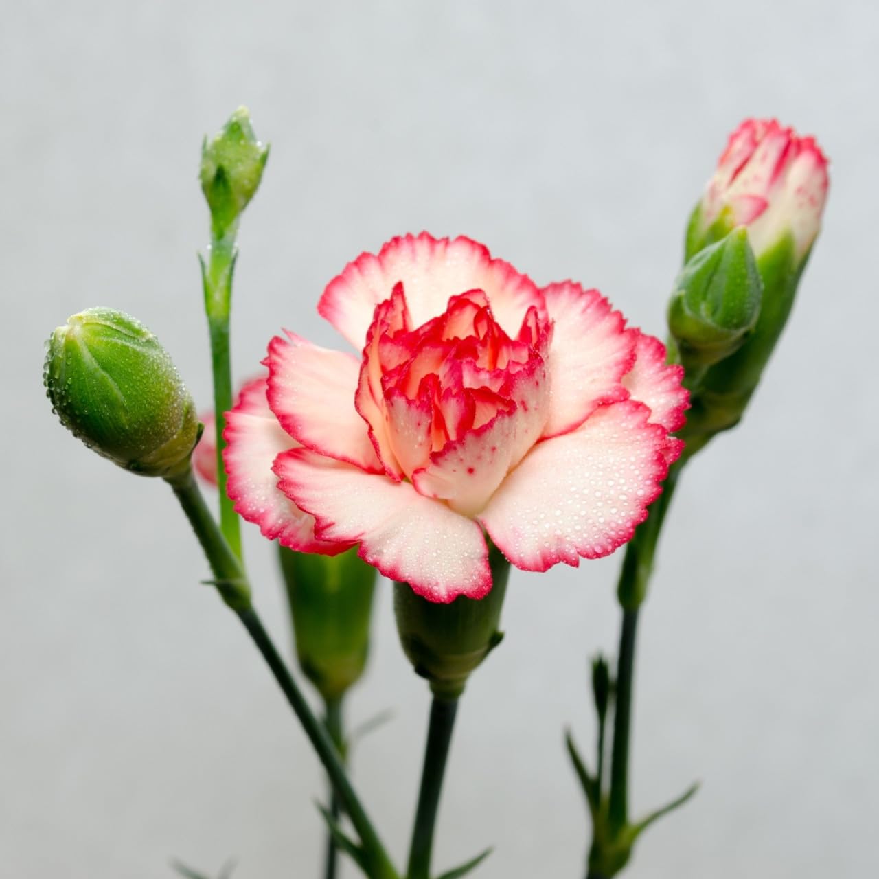 Oxygrin BiColour Dianthus Flower Live Plant Carnation Pink Sweet William Flower Live Plant DD014
