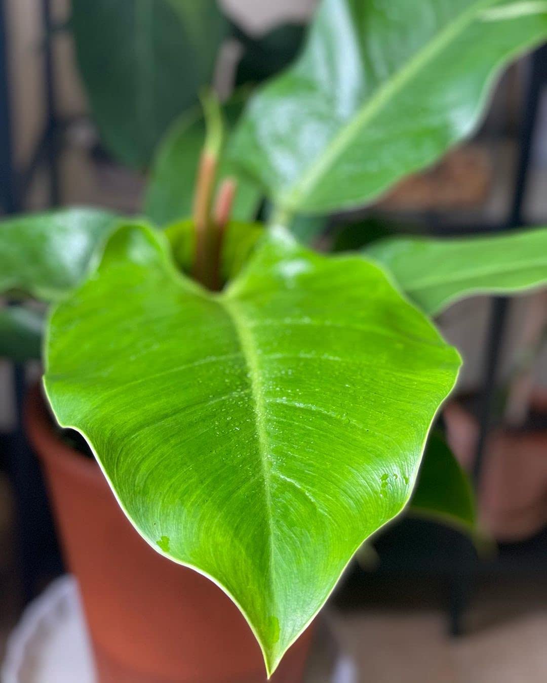 LittleJungle Philodendron Micans - Live Plant with 5.5 Inches White Decor Pot | Indoor Plants For Home | Live Plants Indoor | Air Purifying Plant | Live Plant With Pot For Home Decor |