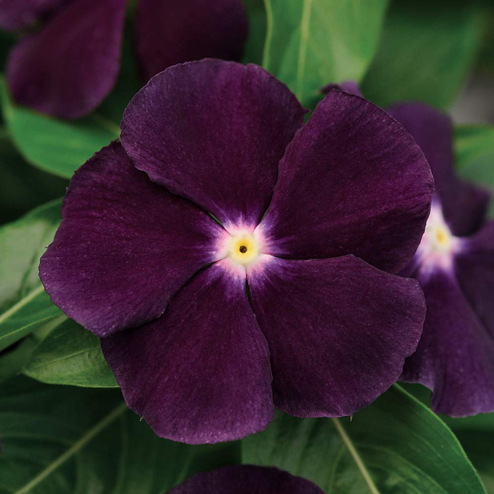 Seeds Ville 50 Seeds Annual Vinca Periwinkle BlackBerry Sadabahaar Ground Cover & Flower Seed for Planting - Seeds Ville