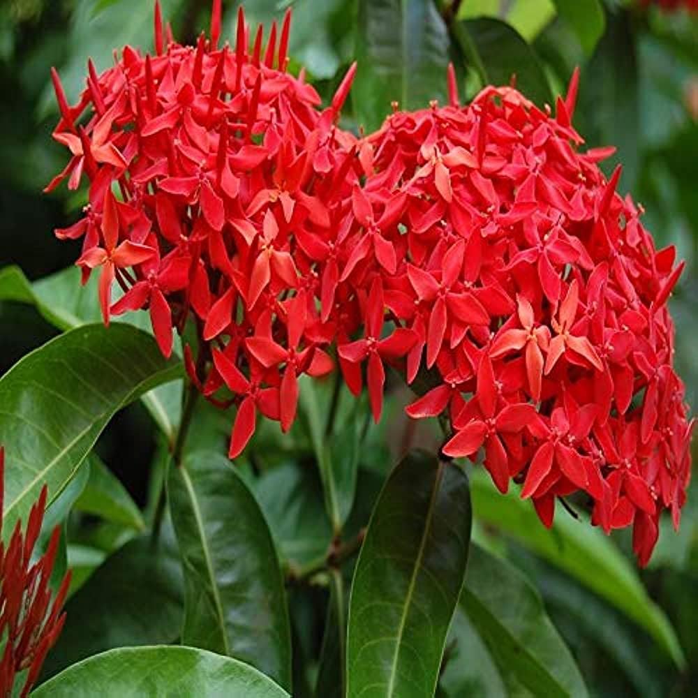 NooElec Seeds India Ixora Red Flower 20 Seeds Pack - Seeds Ville
