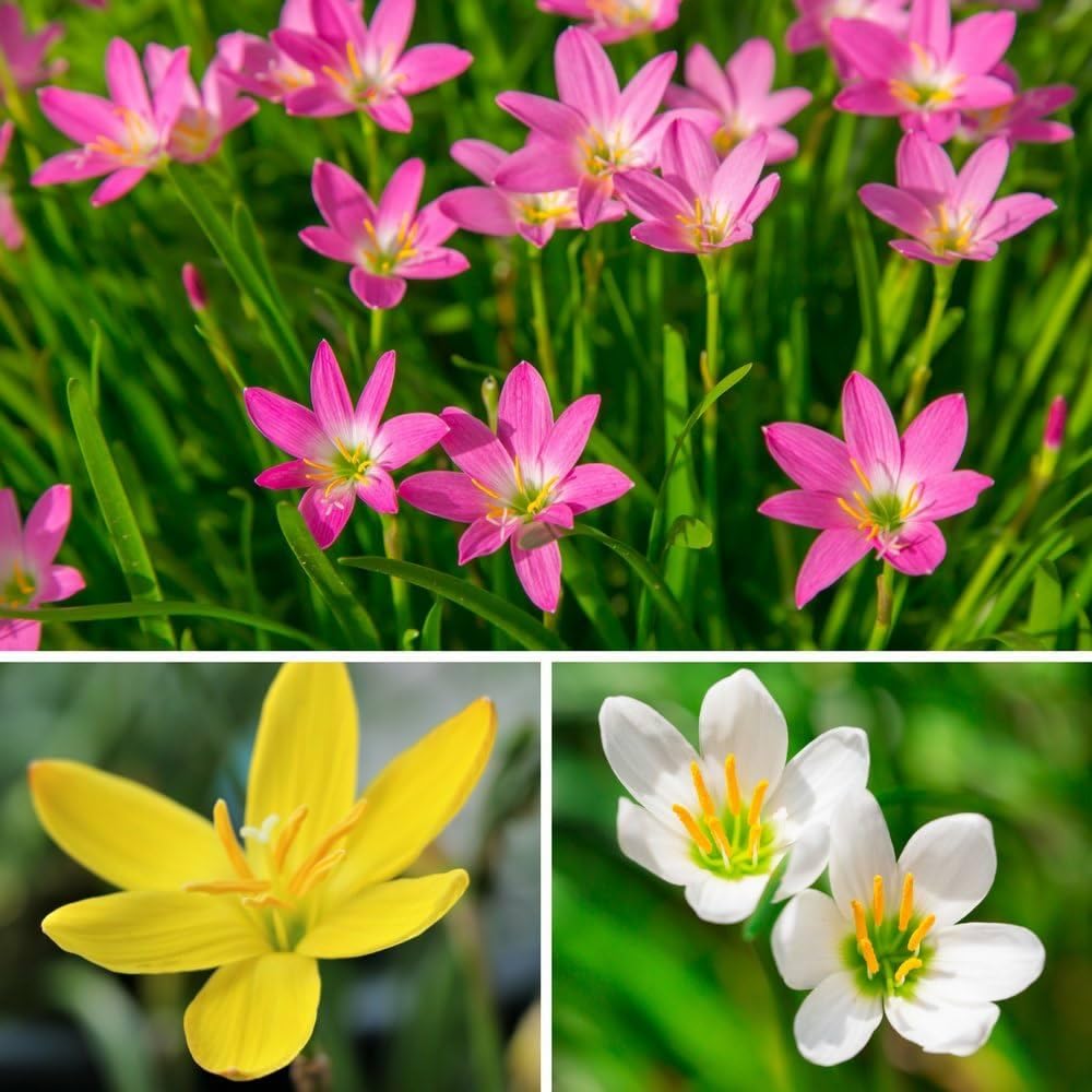 Live Green Zephyranthes - Rain Lily All Season Flower Bulbs (10pcs)