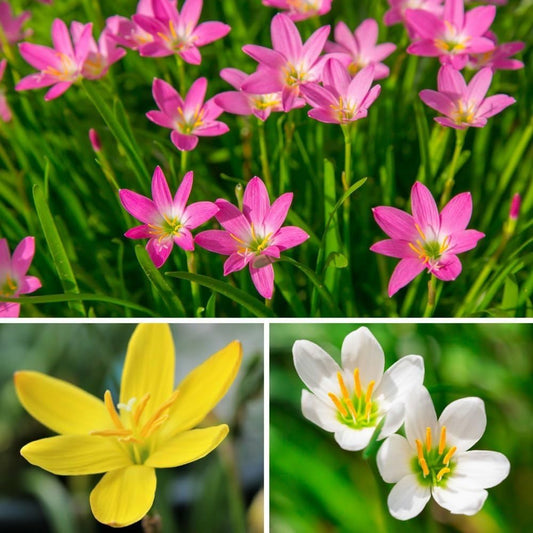 Live Green Zephyranthes - Rain Lily All Season Flower Bulbs (10pcs)